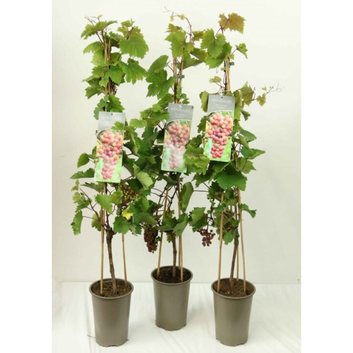 Vinranka – Vitis 'Piroso' - C3 80-100 CM Stick